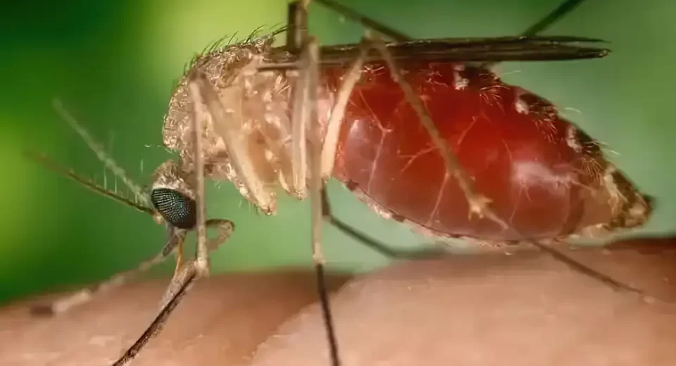 Foto: Conselho Federal da Farmácia/ Divulgação