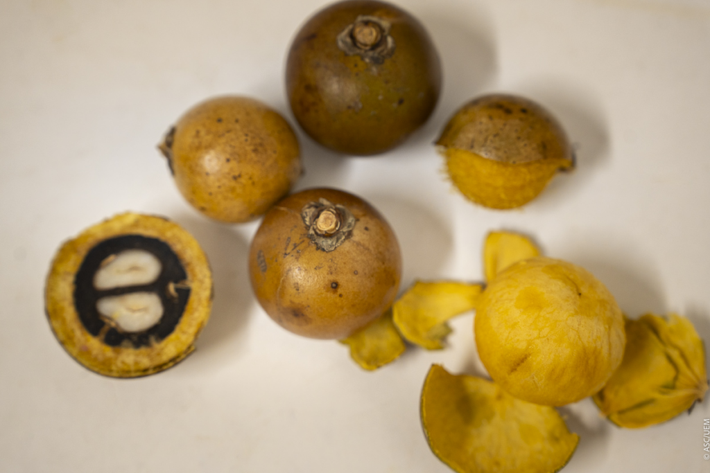 Frutos de macaúba, que é uma palmeira nativa brasileira