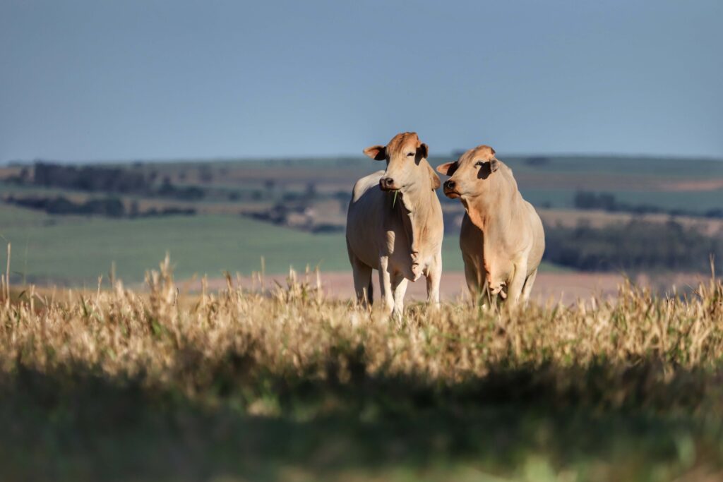 Foto: José Fernando Ogura/Arquivo AEN