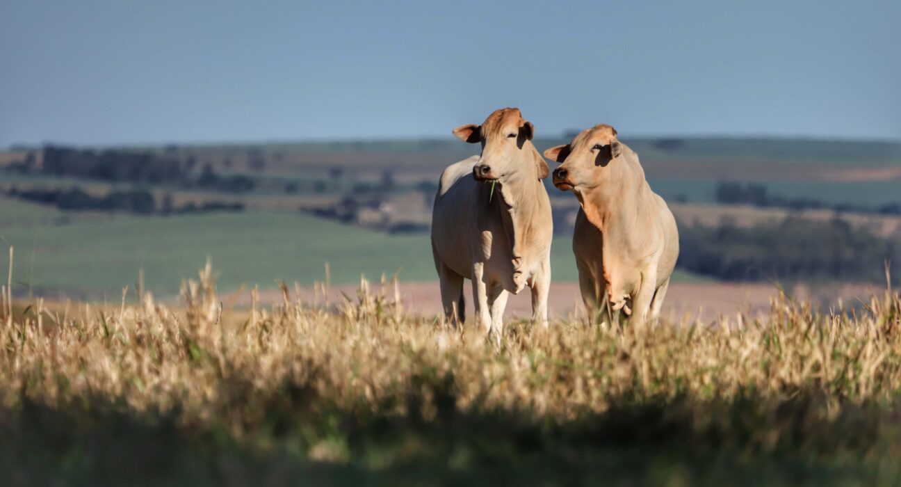 Foto: José Fernando Ogura/Arquivo AEN