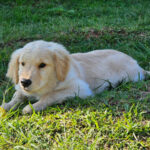 BB assina acordo de US$ 700 milhões para exportações e energia limpa