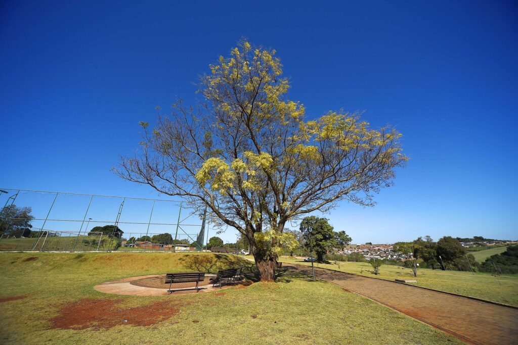 Foto: Denis Ferreira Netto/SEDEST