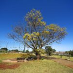 Secretaria da Saúde confirma mais 2.880 casos e dois óbitos por dengue no Paraná