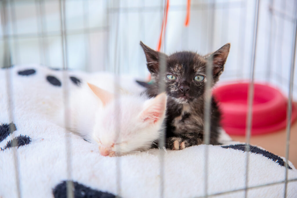 Credito: Rafael Macri/PMM