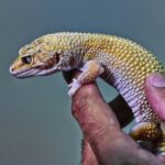 A Melhor da Semana na Pan: Doechii – Anxiety 