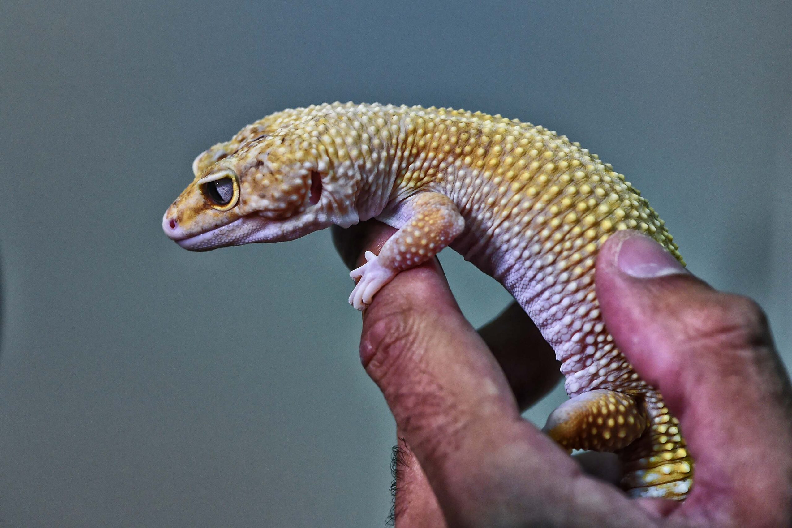 Foto: Denis Ferreira Netto/SEDEST