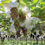 Autópsia confirma que brasileira morreu por trauma imediato após queda no Monte Rinjani