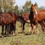 Maringá FC perde para o Brusque em casa na Série C