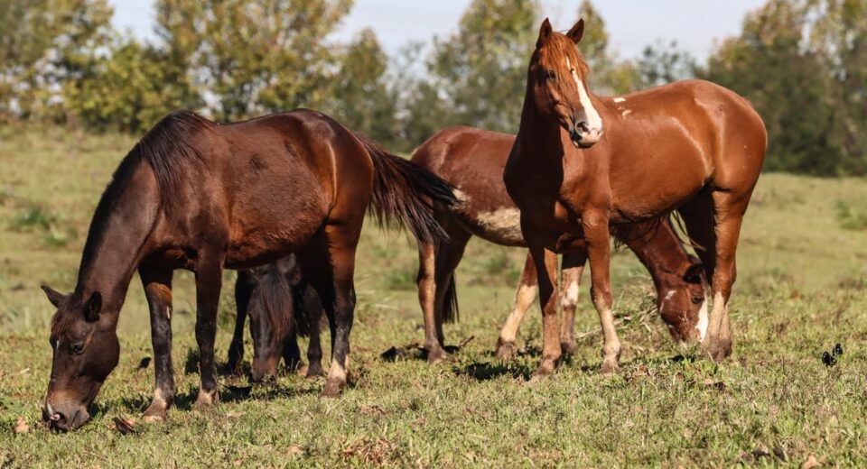© Rafa Neddermeyer/Agência Brasil