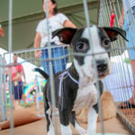 Deputado Elton Welter comenta sobre repasse de verbas ao Paraná, governo Lula, Congresso e Bolsonaro