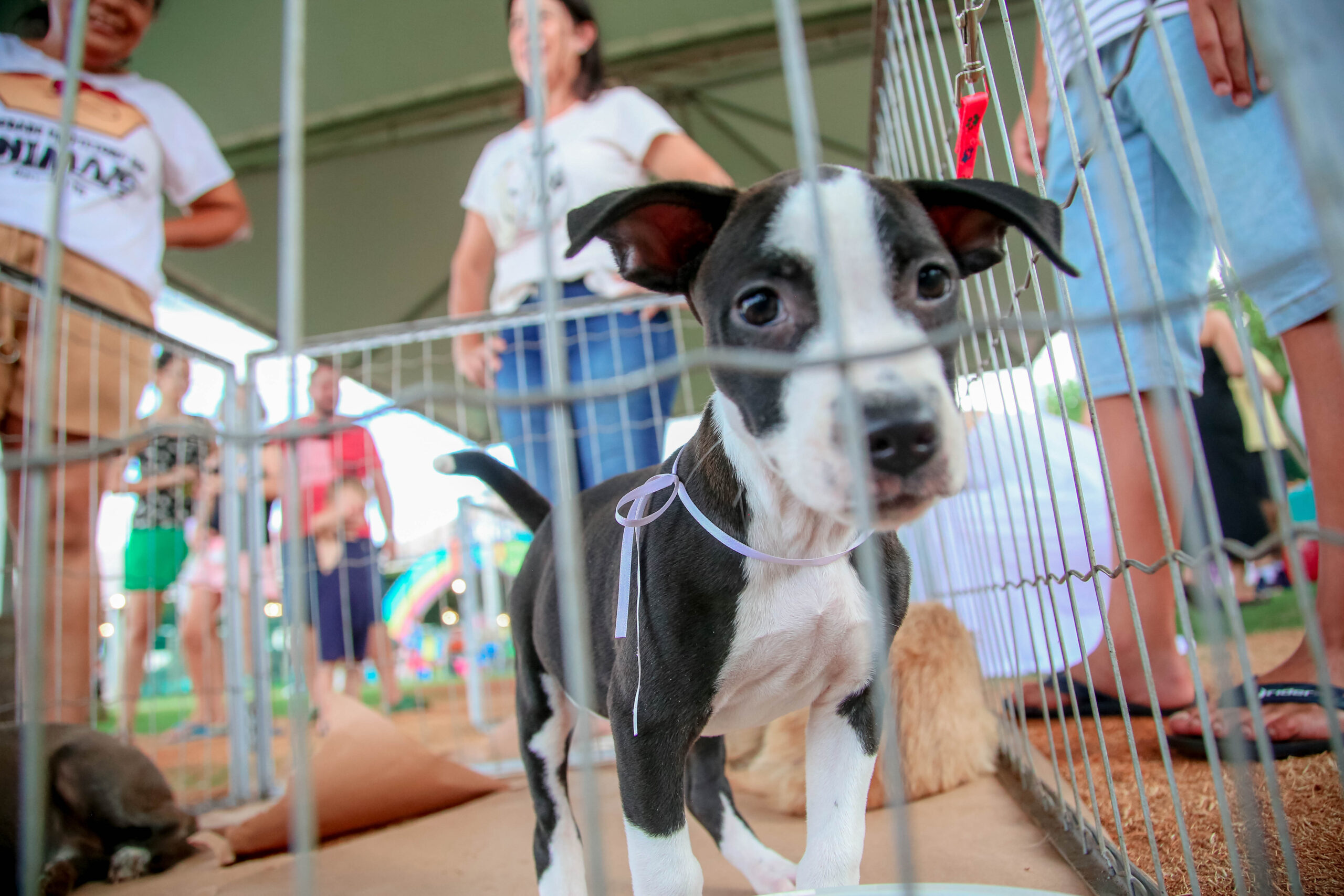 Credito: Rafael Macri/PMM)