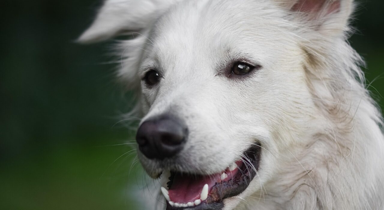 Imagem de Alexa por Pixabay