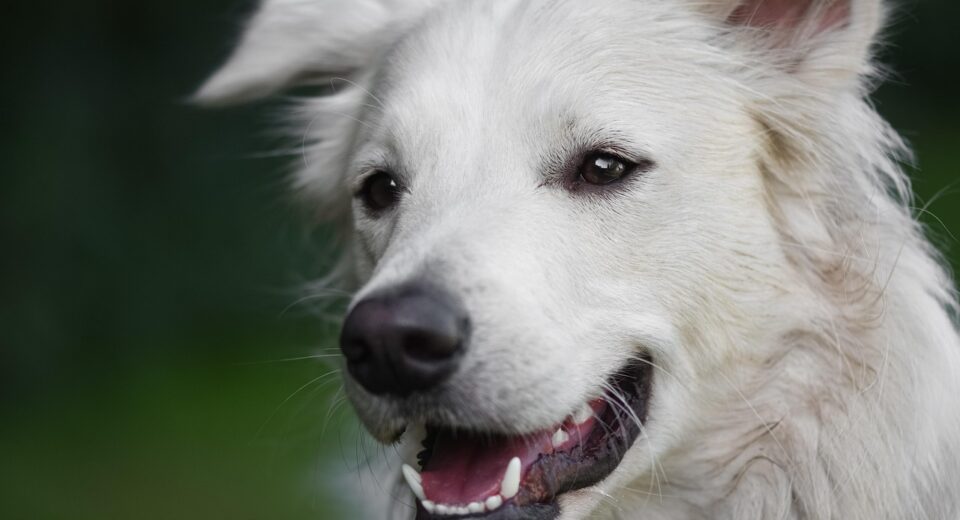 Imagem de Alexa por Pixabay