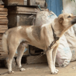 Moraes determina vigilância integral de Bolsonaro pela polícia penal