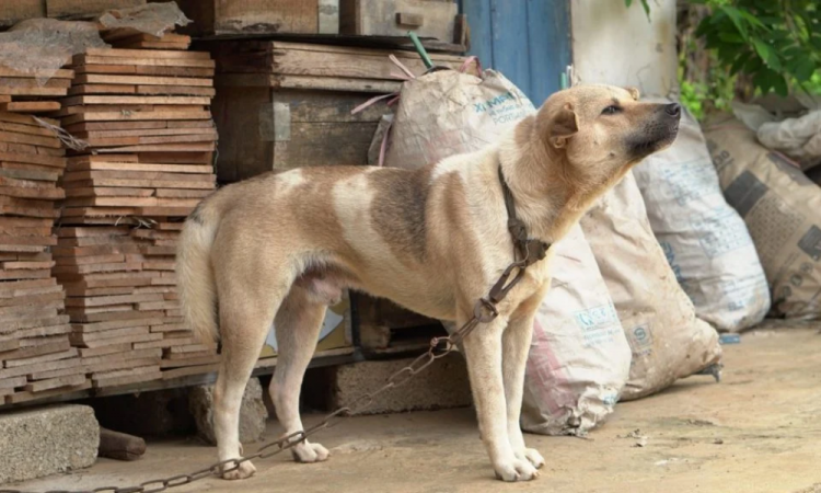 Banco de imagens/Pixabay