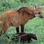 PMPR divulga candidatos convocados para nova etapa do Curso de Formação de Oficiais