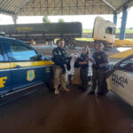 Nova ferramenta de edição do Google faz app Gemini disparar nas lojas de apps