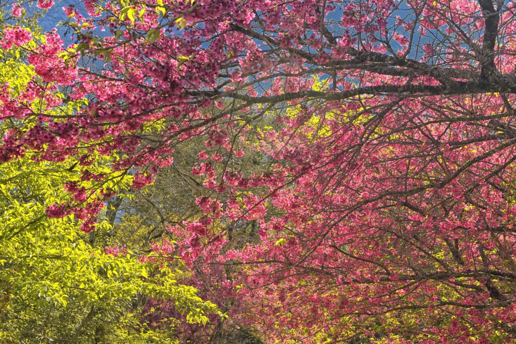 Foto: Denis Ferreira Netto/SEDEST