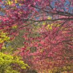 EUA anunciam sanções contra esposa de Alexandre de Moraes