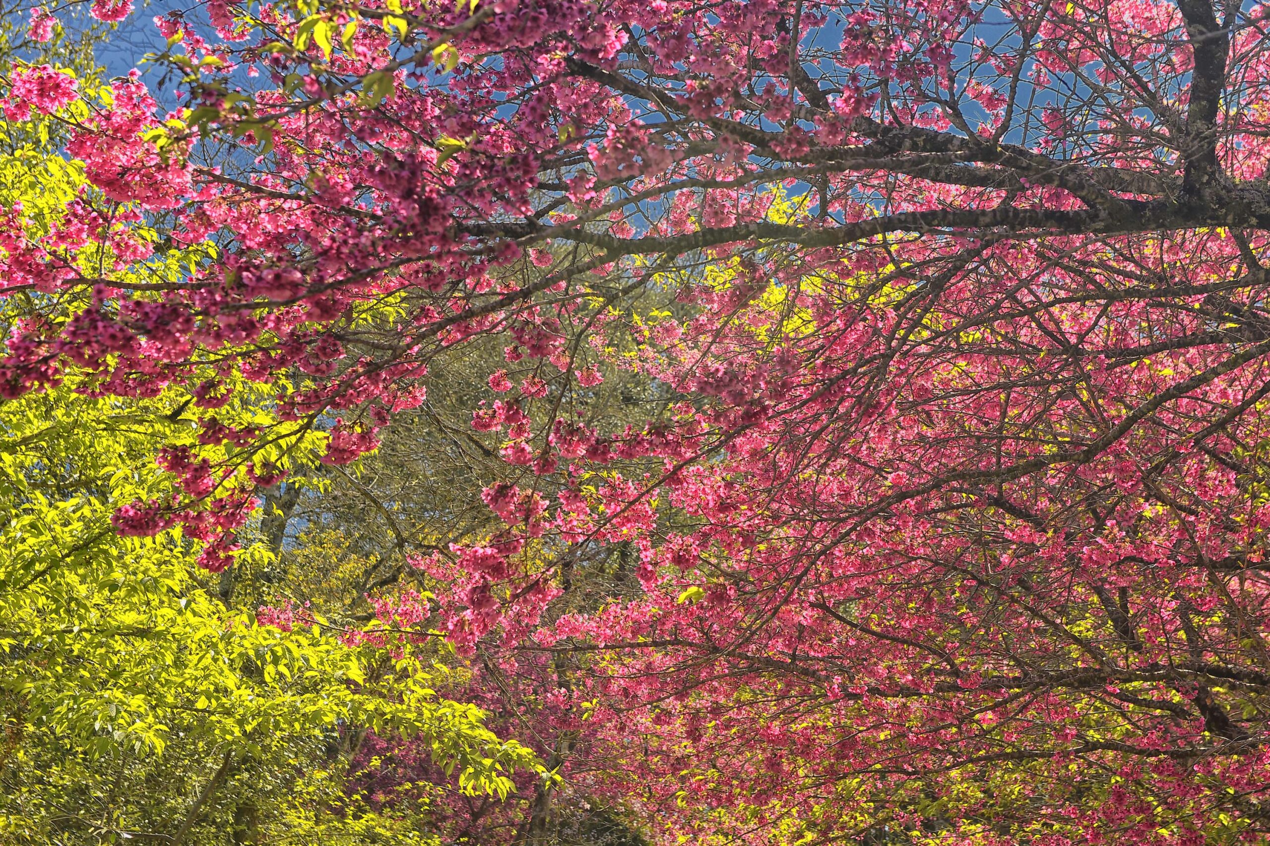 Foto: Denis Ferreira Netto/SEDEST