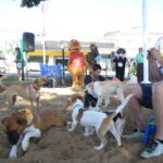 Câmara pode ter orçamento recorde em 2026