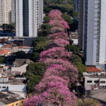 Atriz grita em entrevista, assusta apresentadoras de telejornal e vira meme