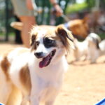 Evento no Estádio Willie Davids une esporte e solidariedade neste sábado, 8