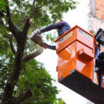 Lula cobra Trump por tarifas dos EUA