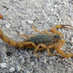 Fogos de artifícios com estampido são risco para animais e pessoas