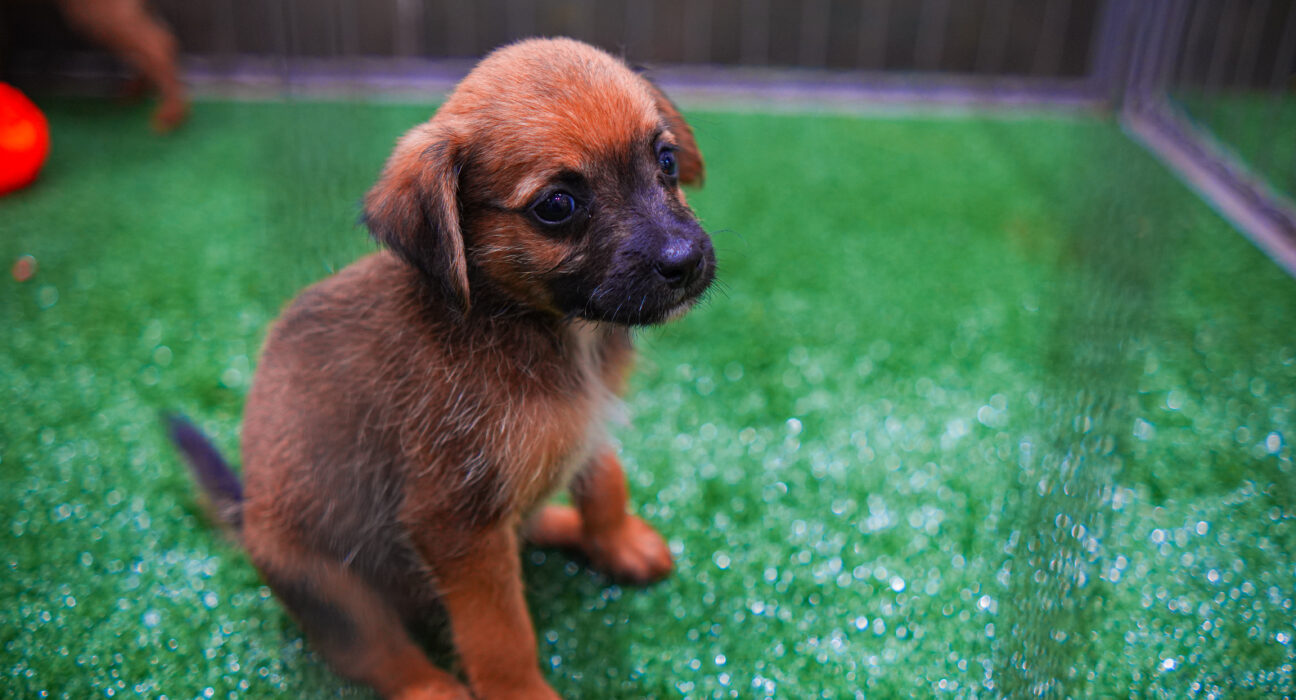 Crédito: Andrey Moretti/PMM