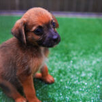 ‘Dunesday’: Vingadores e Duna 3 vão estrear juntos e ganham nome de evento cinematográfico