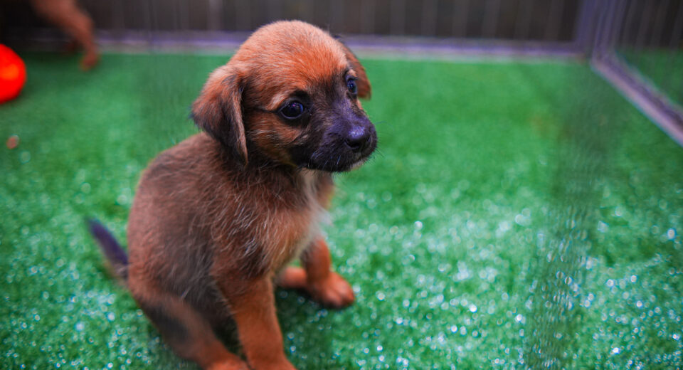 Crédito: Andrey Moretti/PMM