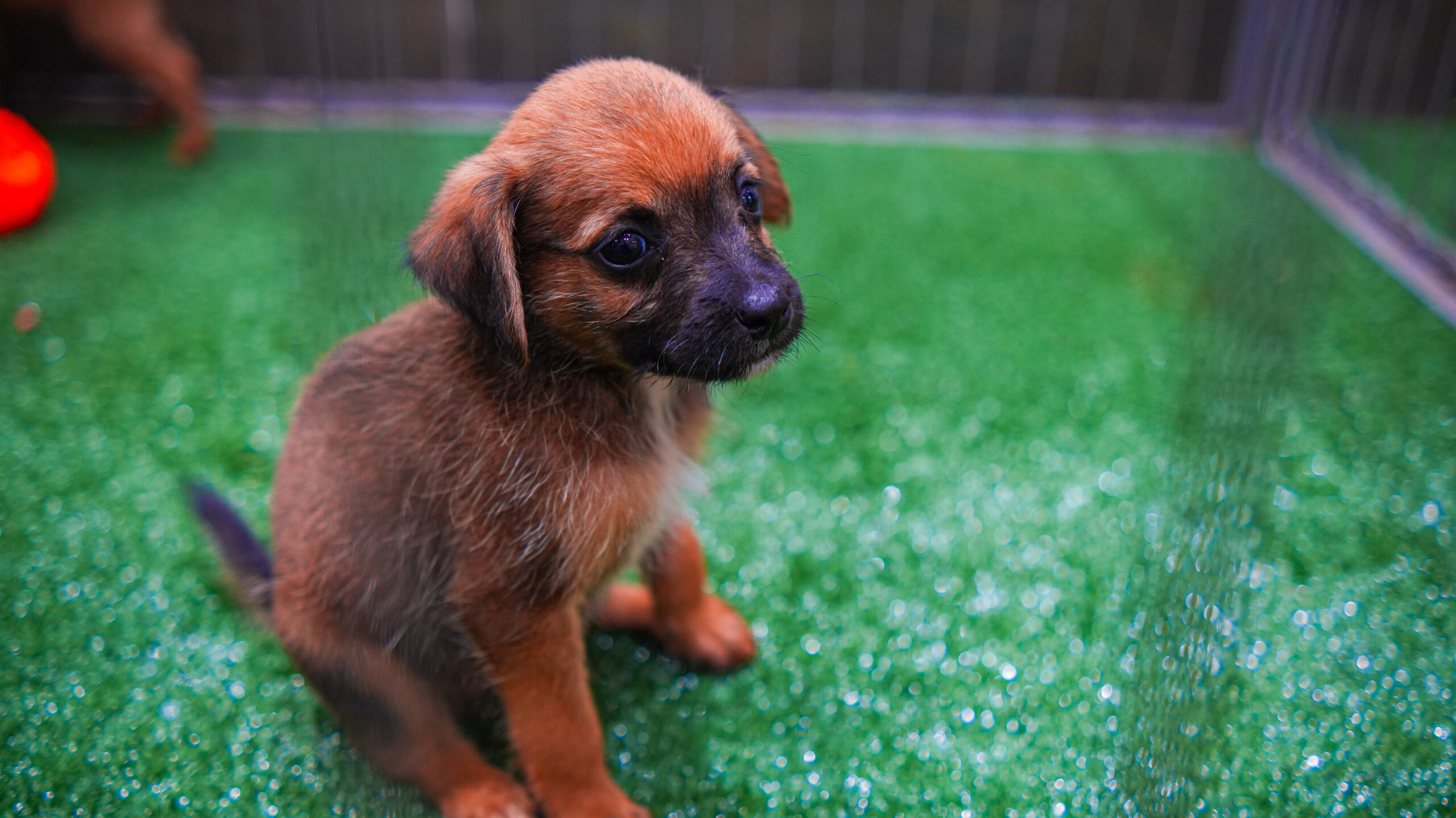 Crédito: Andrey Moretti/PMM