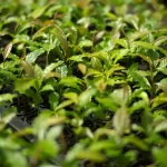 Sam Altman gera polêmica ao comparar consumo de IA com gasto humano de energia e comida