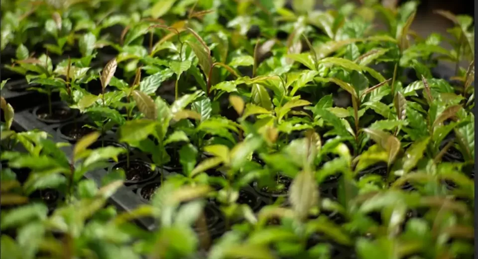 © Symbiosis/Divugação