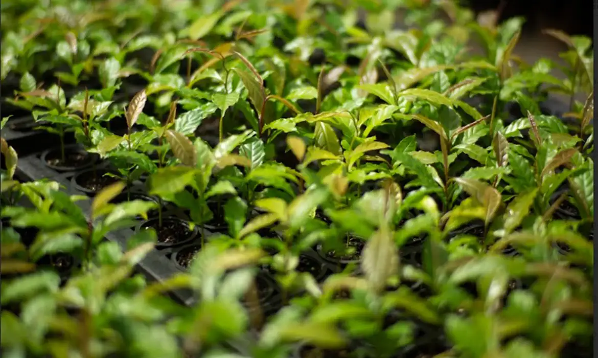 © Symbiosis/Divugação