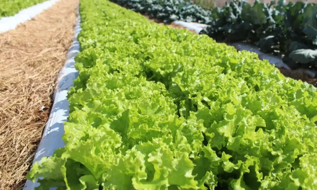 © Italo Ludke/Embrapa