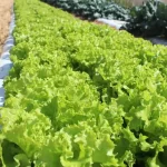 Sanepar mobiliza 350 voluntários em mutirão de limpeza de rios no Paraná