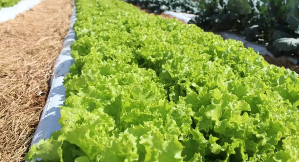 © Italo Ludke/Embrapa