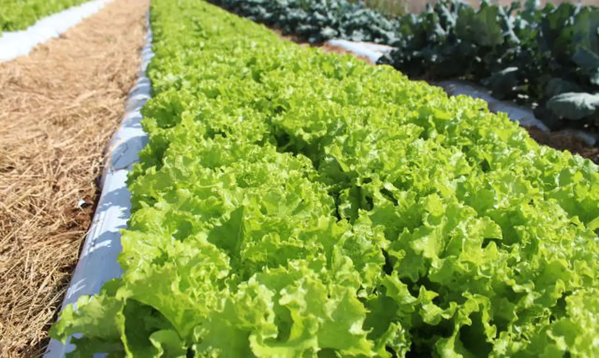 © Italo Ludke/Embrapa