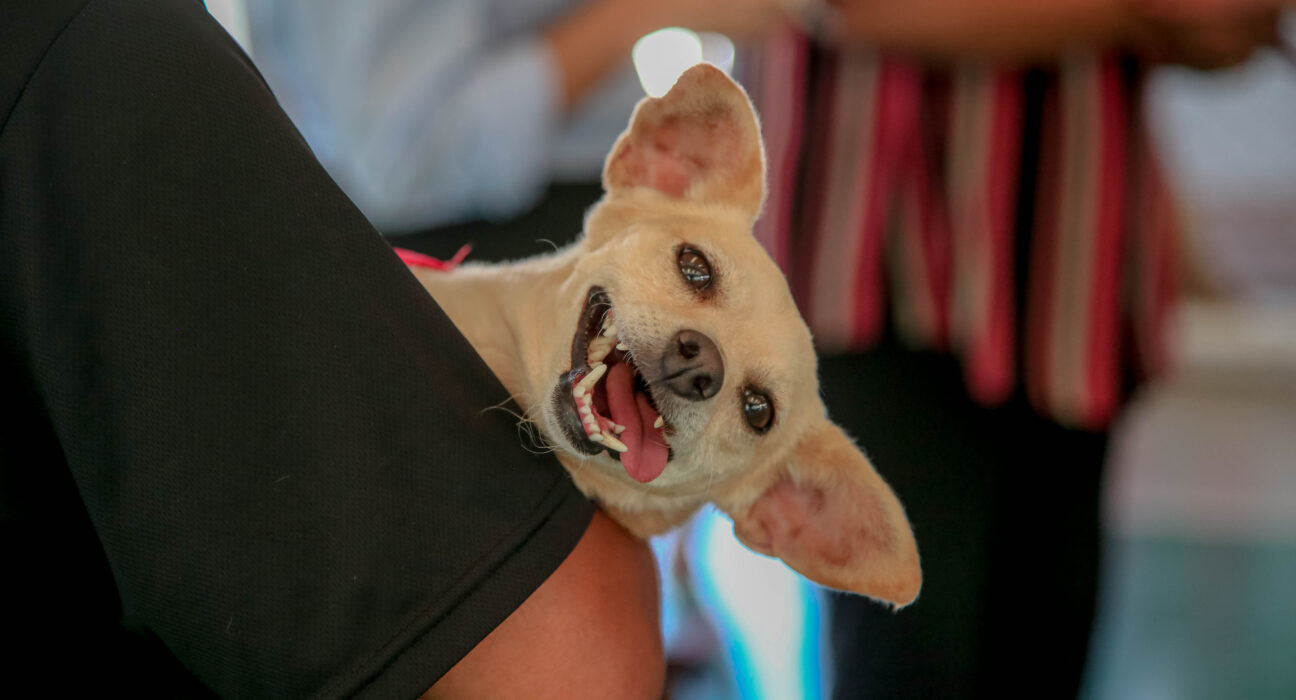 Crédito: Rafael Macri/PMM