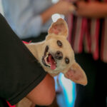 Estado libera R$ 80 milhões em obras para Londrina e reforça infraestrutura na Região Norte