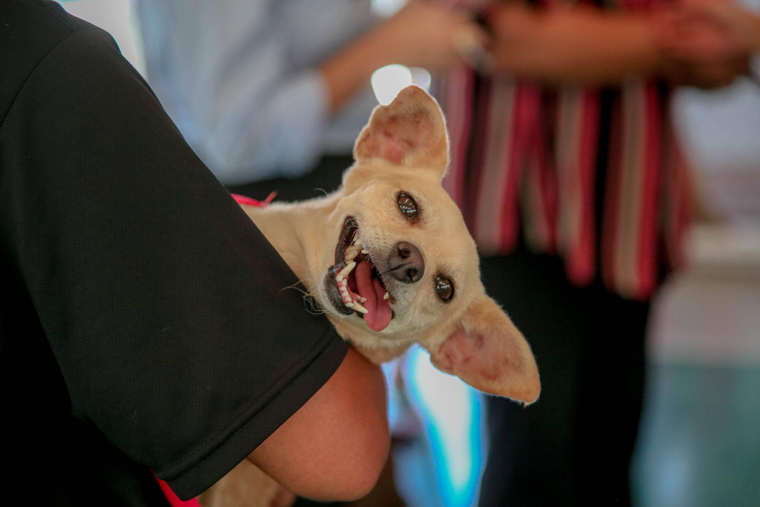 Crédito: Rafael Macri/PMM