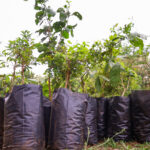 CEO do YouTube defende proteção de jovens no digital