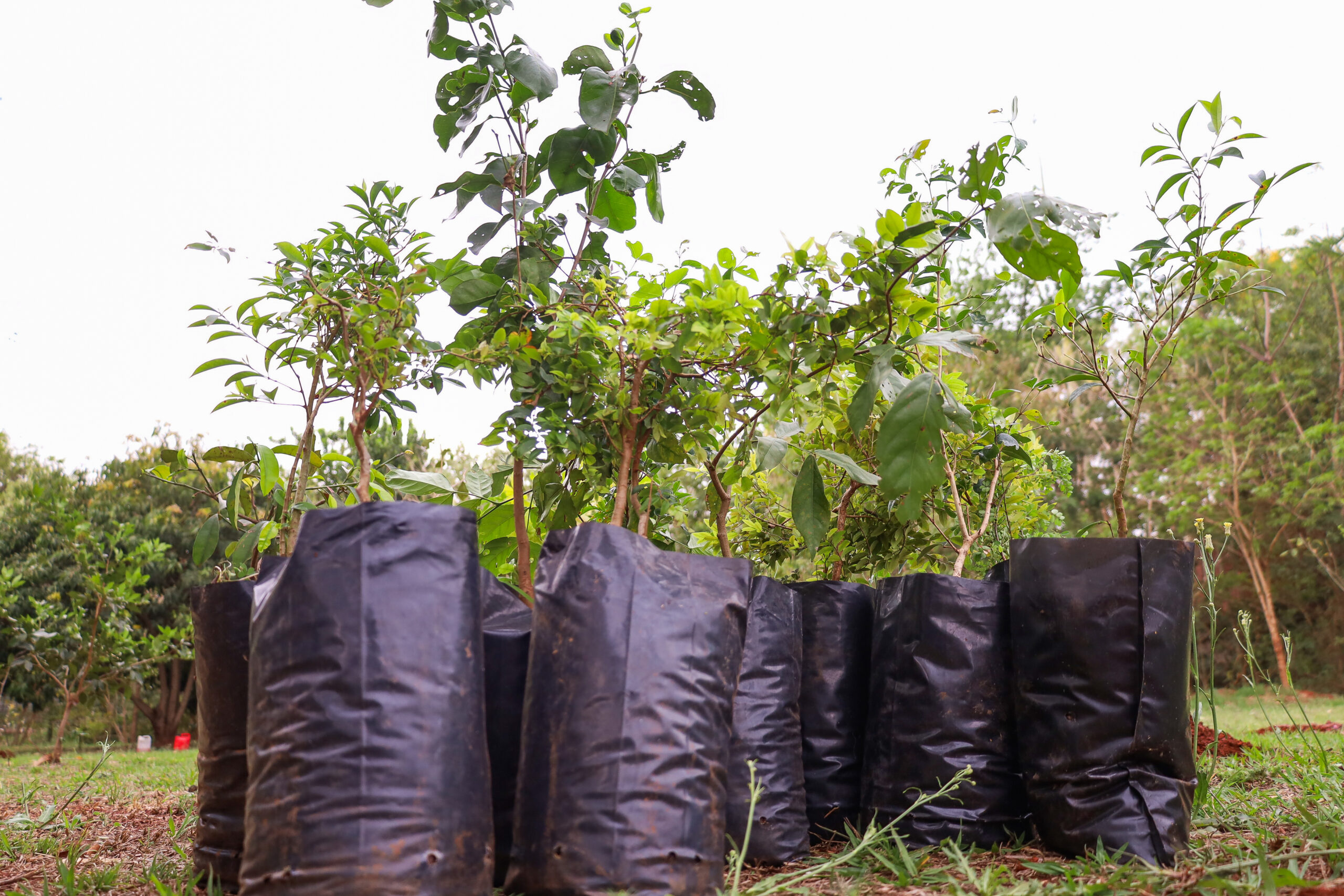 Crédito: Rafael Macri