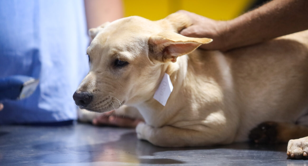 Crédito: Rafael Macri/PMM