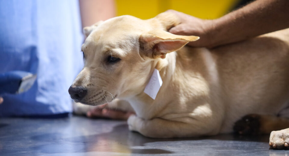 Crédito: Rafael Macri/PMM