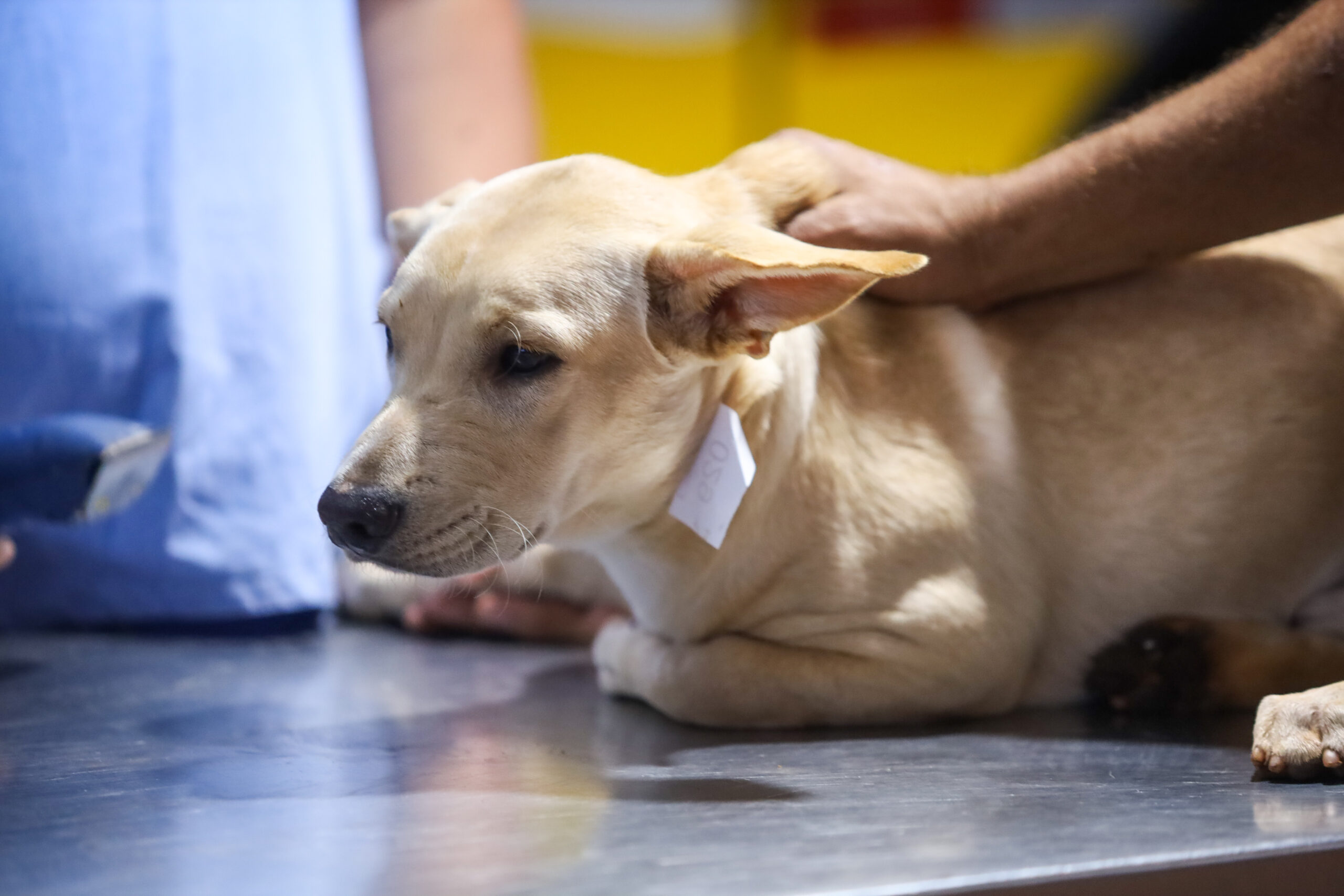 Crédito: Rafael Macri/PMM