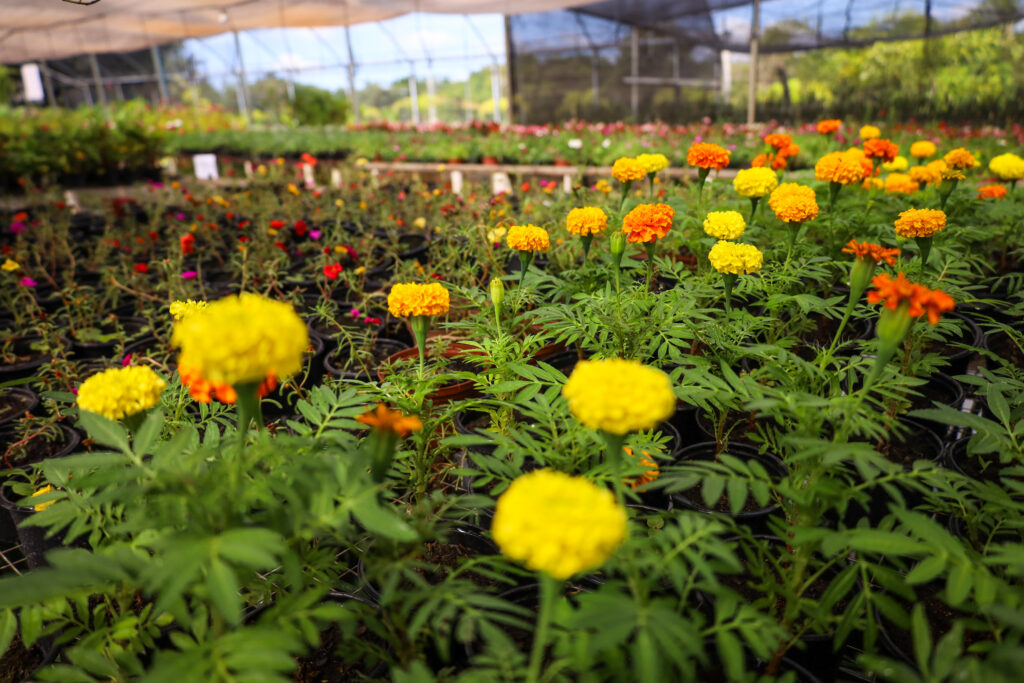 Crédito: Rafael Macri/PMM