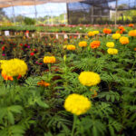 ACIM celebra 73 anos com evento em Maringá